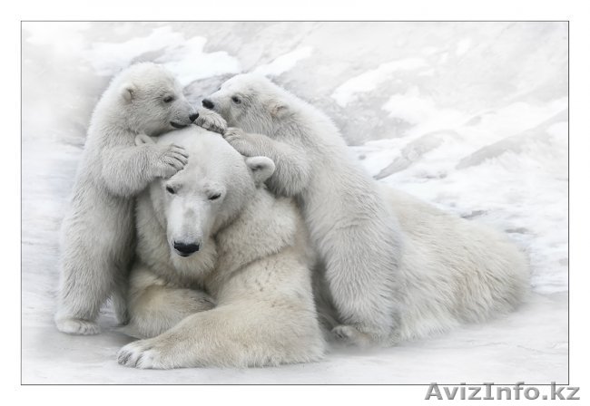 тоо''Антарэкс '' Тел:50-00-35 - Изображение #1, Объявление #24295