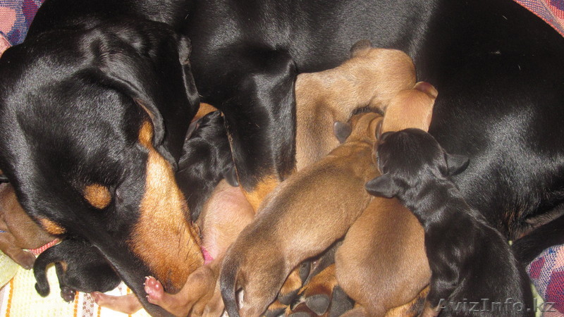 ПРОДАМ ЩЕНКОВ ТАКСЫ! - Изображение #1, Объявление #31492