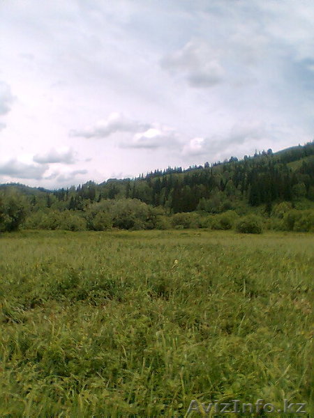 Продам мёд Восточно-Казахстанский - Изображение #1, Объявление #62269