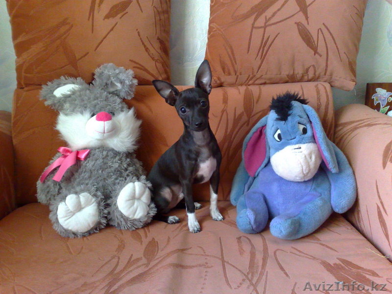 чудо щенок той-терьера - Изображение #1, Объявление #84689