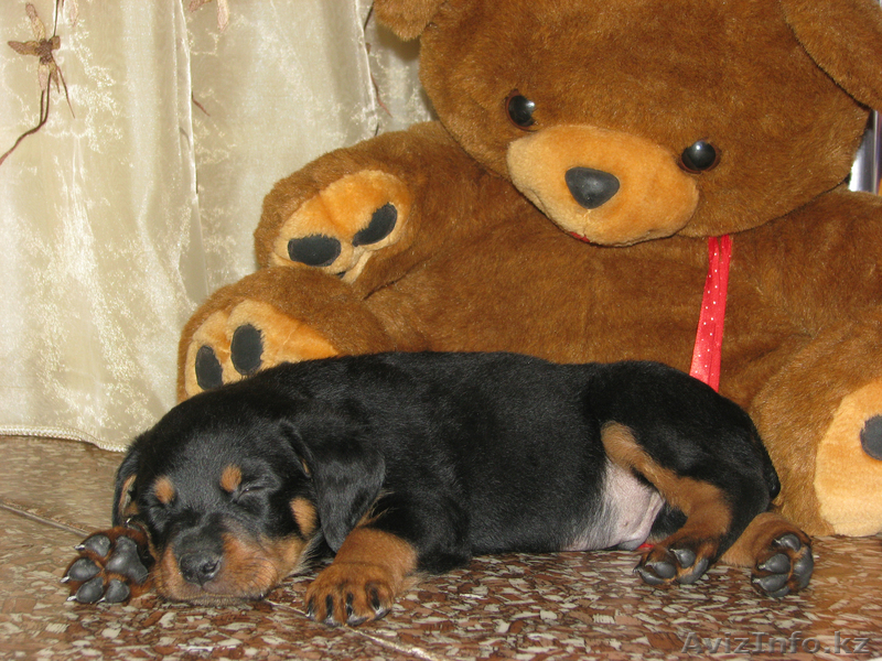 щенок ротвейлера 3 мес - Изображение #1, Объявление #88214