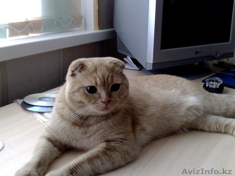 Кот, скотиш фолд (шотландс.) - Изображение #1, Объявление #131826