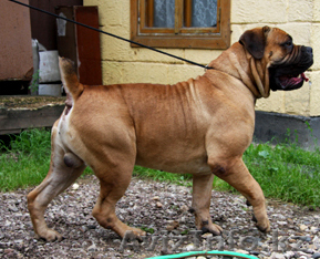 Бурбуль Южноафриканский, щенки. - Изображение #1, Объявление #135553