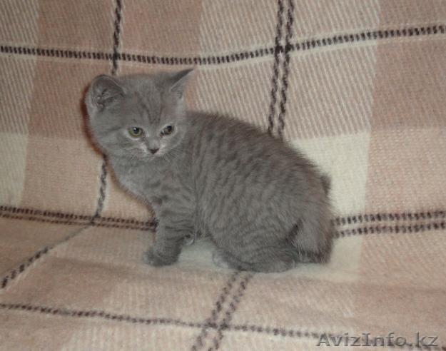 Британский-голубой - Изображение #1, Объявление #207900