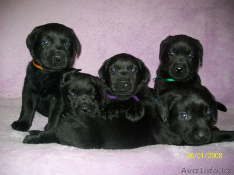 Щенки лабрадора - ретривера - Изображение #1, Объявление #220794