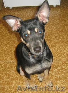 Отдам собаку (пинчер) в хорошие руки. - Изображение #1, Объявление #327866