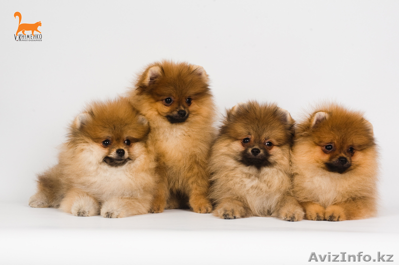 Щенки померанского шпица от супер родителей - Изображение #1, Объявление #374546