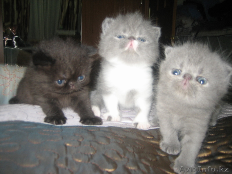 Продаю котят-экзотов - Изображение #1, Объявление #434868