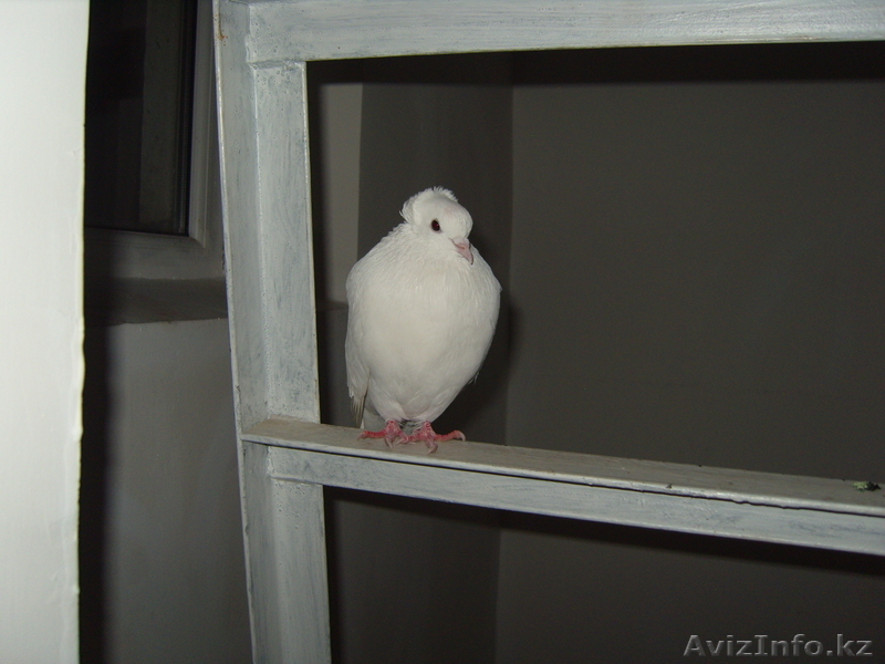 Нашелся голубь белоснежный - Изображение #1, Объявление #430619
