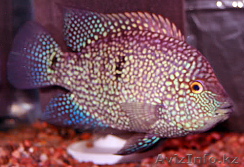 Цихлазома бриллиантовая красная  (Red Texas) - Изображение #1, Объявление #458029