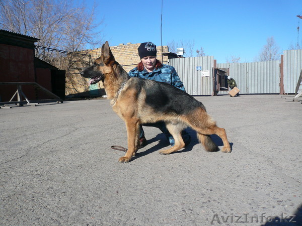 продаю щенков немецкой овчарки - Изображение #1, Объявление #335761