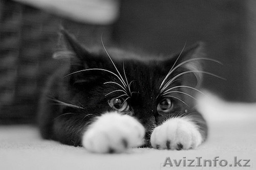 Дарю котенка, девочка, 4 мес. - Изображение #1, Объявление #504878
