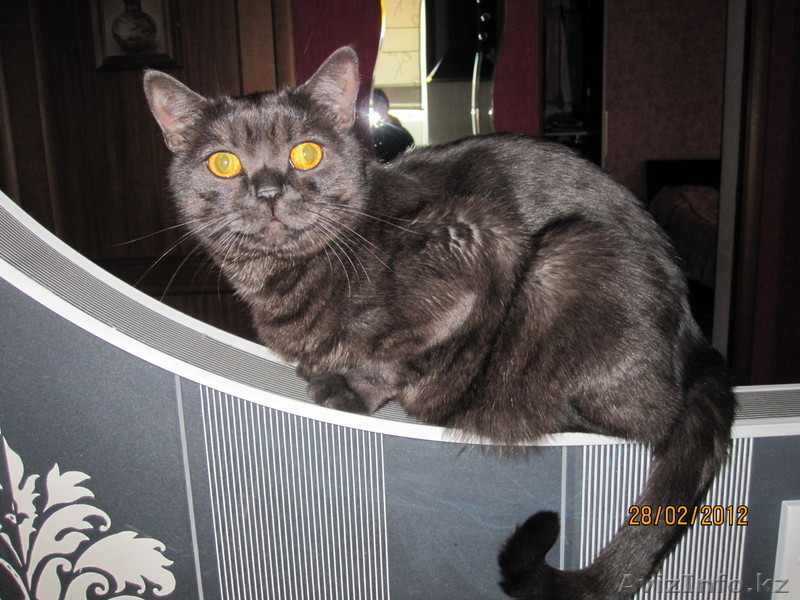 короткошерстный британец - Изображение #1, Объявление #557530