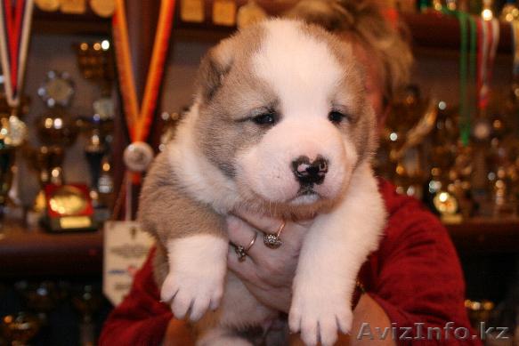 Крупные алабаи.  Доставка - Изображение #1, Объявление #554540