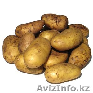 картофель - Изображение #1, Объявление #604437