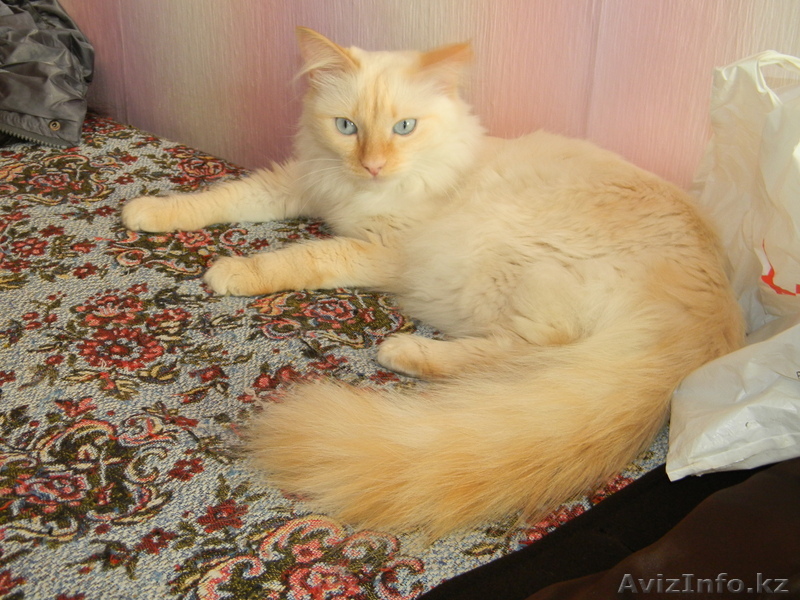 Кошку турецкая ангора - Изображение #1, Объявление #564601