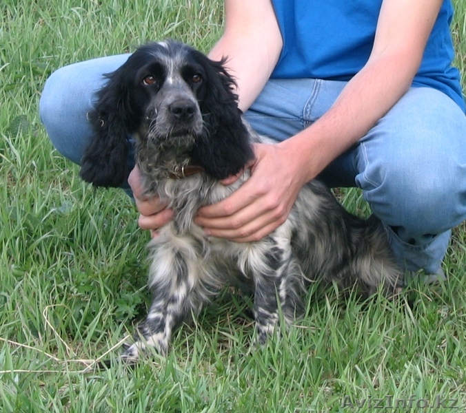 Русский спаниель, щенки - Изображение #1, Объявление #605816