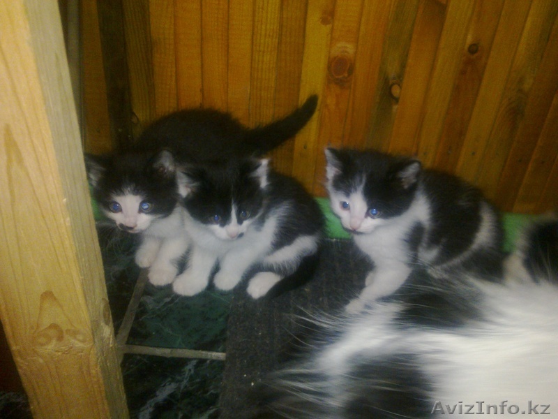 котятакотята, милые добрые умные к горшку приучены, совершенно бесплатно - Изображение #1, Объявление #624968