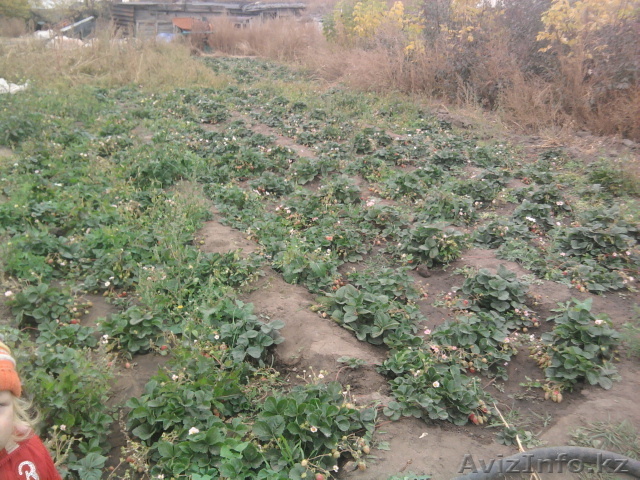 Клубника ремонтантная  - Изображение #1, Объявление #626436