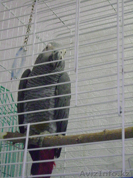 продам попугая жако.самец,4 года - Изображение #1, Объявление #686081