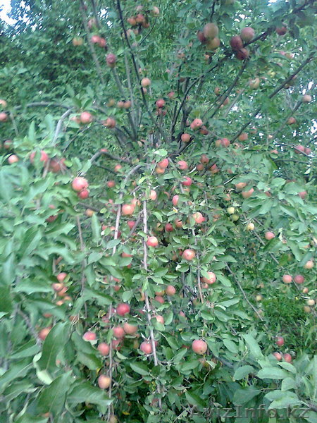 яблоки продаю срочно - Изображение #1, Объявление #744135