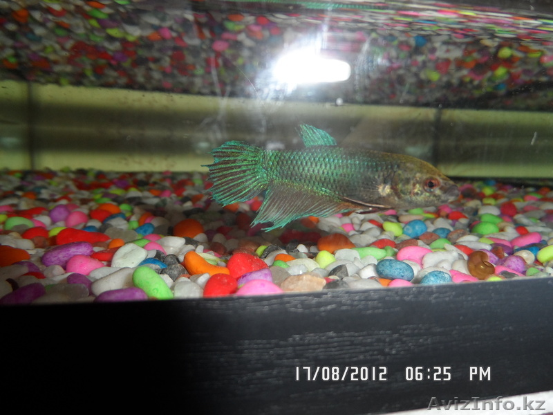 Караганда Майкудук - Изображение #1, Объявление #740527