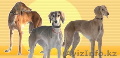Продаются чистокровные, крупные рабочие тазы + щенки - Изображение #1, Объявление #749901