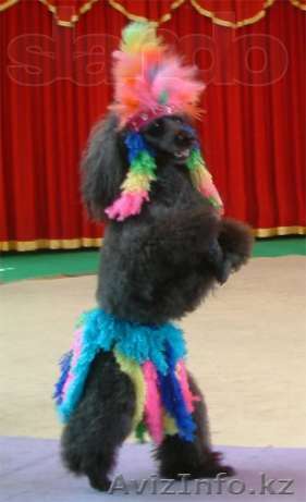 Продается малый пудель - Изображение #1, Объявление #759480