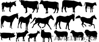 Продам на мясо бычки, коровы, бараны, овцы. - Изображение #1, Объявление #749902