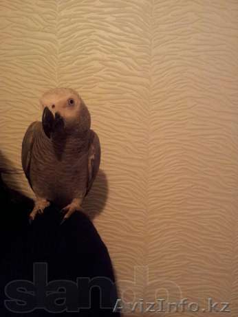 Жако ручной выкормыш 10 месяцев. - Изображение #1, Объявление #788711