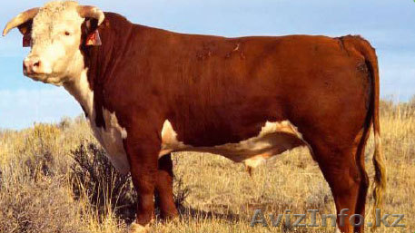 КРС Казахская белоголовая - Изображение #1, Объявление #808696