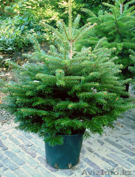 Продажа саженцов - сосны, березы, ели (сибирь, тянь-шань, европа). - Изображение #1, Объявление #802134