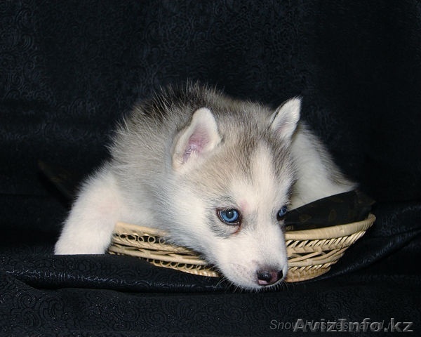 Сибирский хаски. - Изображение #1, Объявление #803348