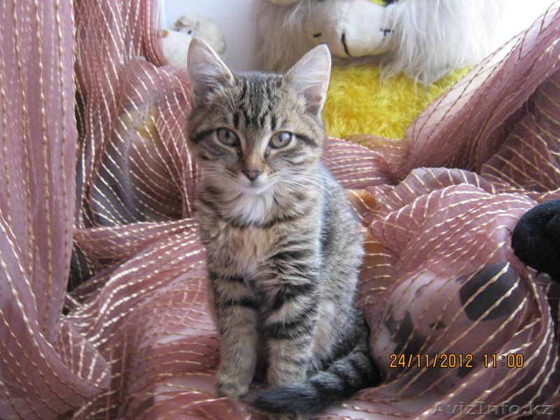 дарю безвозместно котенка - Изображение #1, Объявление #806378