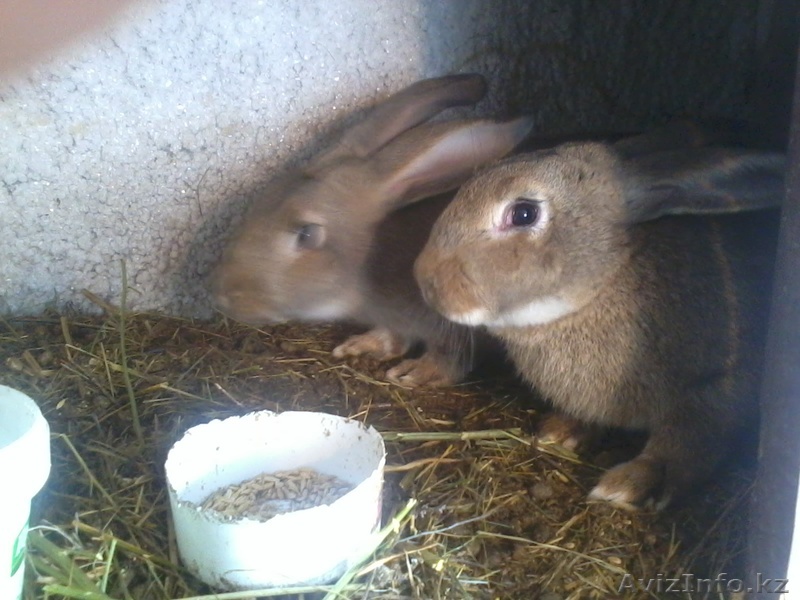 продаю кроликов - Изображение #1, Объявление #851016