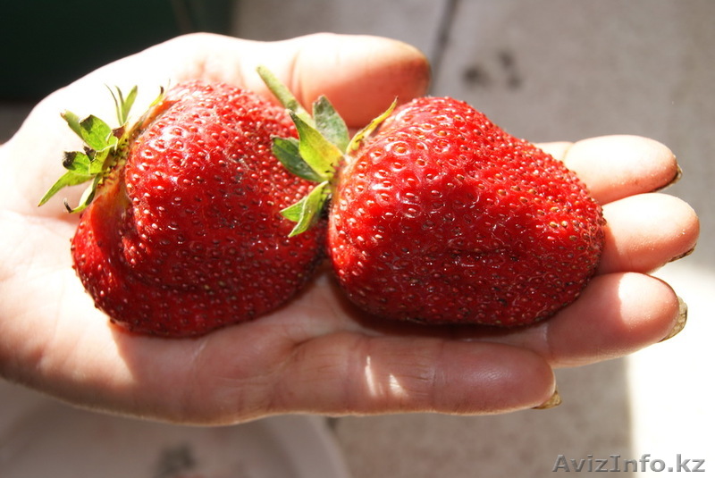 Саженцы садовой крупноплодной земляники - Изображение #1, Объявление #866403