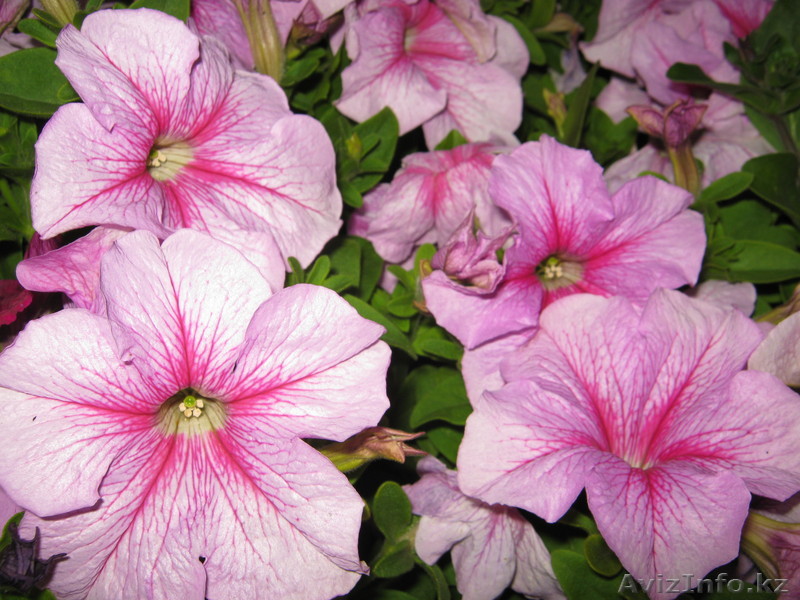 Петунии махровые и простые - Изображение #1, Объявление #852486