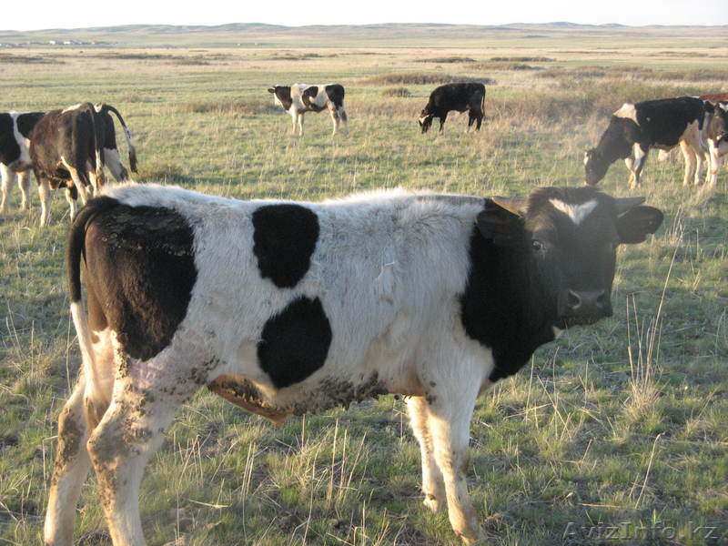 Продам бычков и телок - Изображение #1, Объявление #892228