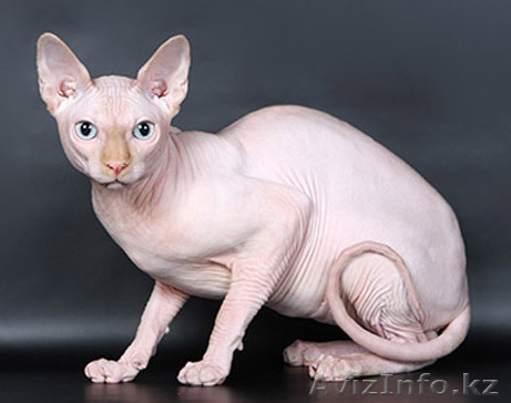 ищу кошку канадский сфинкс для вязки - Изображение #1, Объявление #901064