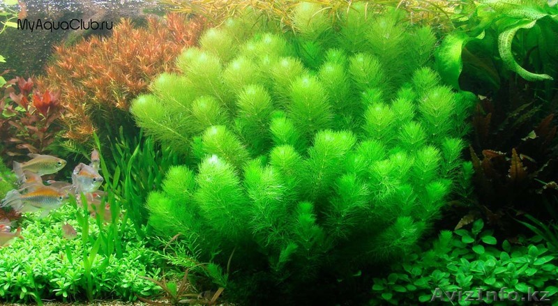 Аквариумные растения в большом ассортименте: - Изображение #1, Объявление #915750