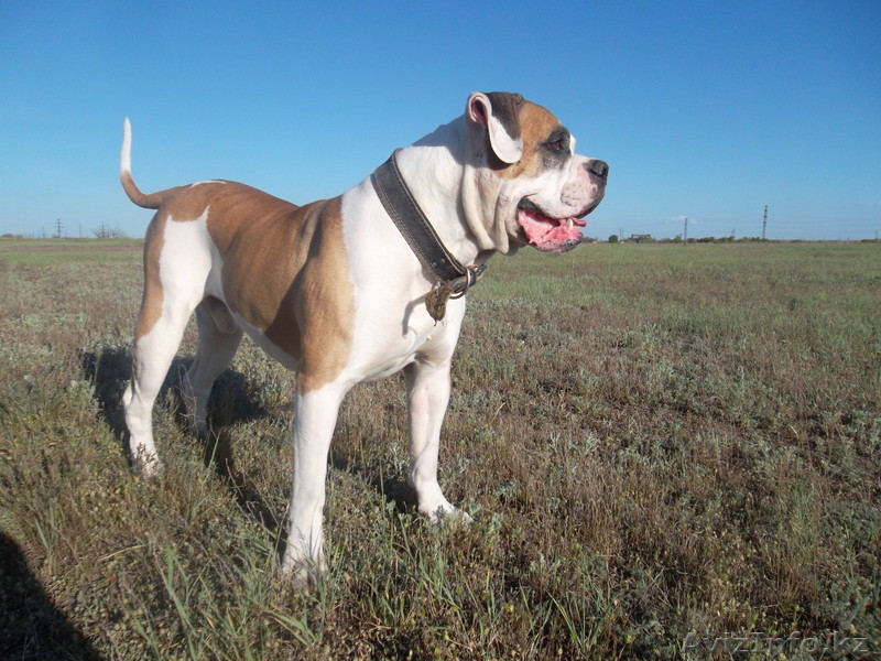 Вязка американского бульдога - Изображение #1, Объявление #909411