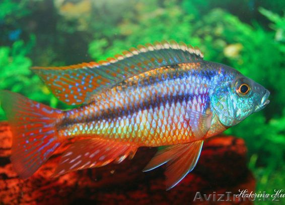 Аквариумные рыбки в большом ассортименте - Изображение #1, Объявление #915749