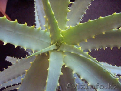 АЛОЭ - лечебно-декоративное растенэ - Изображение #1, Объявление #968284