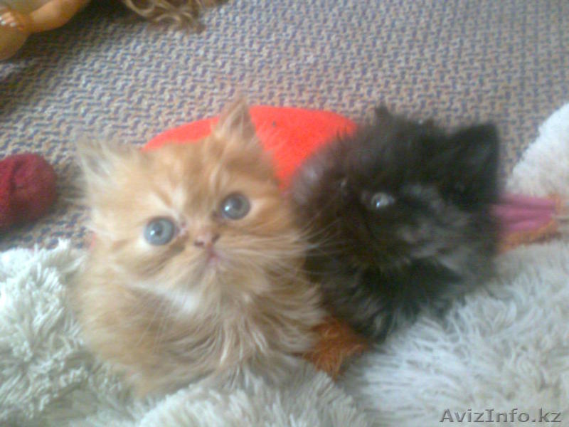 продаются очаровательные персята - Изображение #1, Объявление #964131