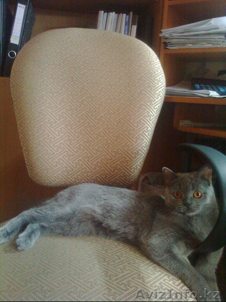 Ищем кота британца для вязки - Изображение #1, Объявление #968213