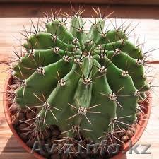 кактус эхинопсис - Изображение #1, Объявление #968494