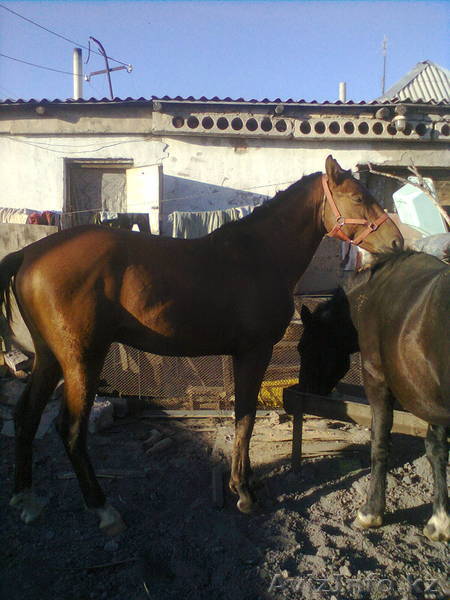 Продаю жеребца ахалтекинец - Изображение #1, Объявление #976051