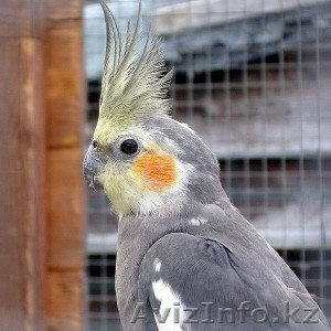 Попугай Корелла - Изображение #1, Объявление #978164
