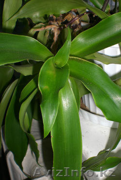 золотой ус-лечебно-декоративное растение - Изображение #1, Объявление #968497