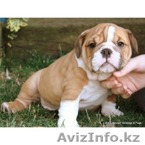 Продам щенка английского бульдога - Изображение #1, Объявление #1010974